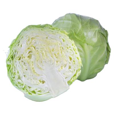 China GAP Chinese Fresh Round Cabbage Peking Cabbage New Round Cabbage Certificate Cultivation Shandong Origin for sale