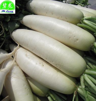 China Fresh Chinese Fresh White Radish Manufacture From Shandong Supplying All Year Round for sale