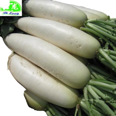 China 2022 direct Shandong Xiamen cultivation of GAP fresh Chinese fresh white radish manufacturing new high quality for export for sale