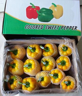 China Fresh Chinese fresh pepper/fresh paprika/sweet pepper /red/green yellow +8613953636519 for sale