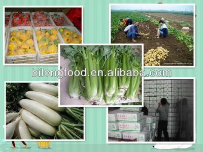 China New Chinese culture fresh celery all year round for sale