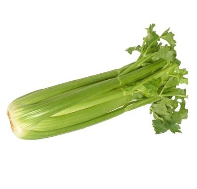 China 2022 Chinese new fresh celery crop wholesale export to Malaysia, UAE, Singapore, Canada with best price for sale