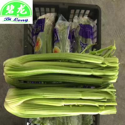 China 2022 fresh chinese fresh celery for sale