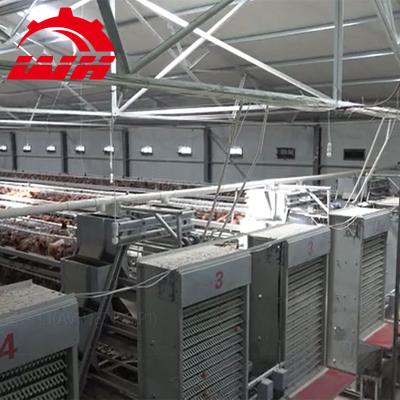 China Farms Chicken Farm Equipment Automated One Layer Animal Type Chicken Cage for sale