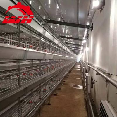 China Farms direct factory poultry cage broiler chickens for wholesale for sale