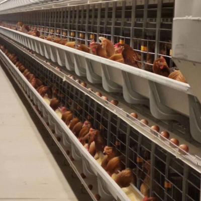 China Wan He Poultry Farm Automatic Layer Egg Collection System Layers Poultry Cage for sale