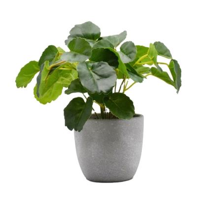 China High Simulation Plants Potted Artificial Small Tree Ficus Elastica Tree For Decoration Artificial Tree Polyscias Bailey Balfouriana for sale