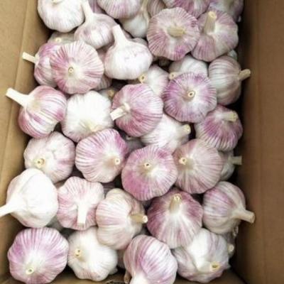 China Cheap price high quality fresh pure white garlic fresh garlic wholesale garlic for sale