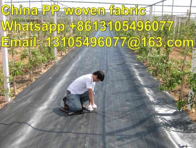 China high quality export America pp weed control cover /weed barrier/ground cover for sale