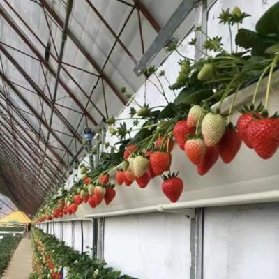 China Dutch barrel Strawberry soilless cultivation growing plastic tray gutter for sale