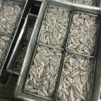 China Loligo FROZEN Baby Chinese Squid Whole Round for sale