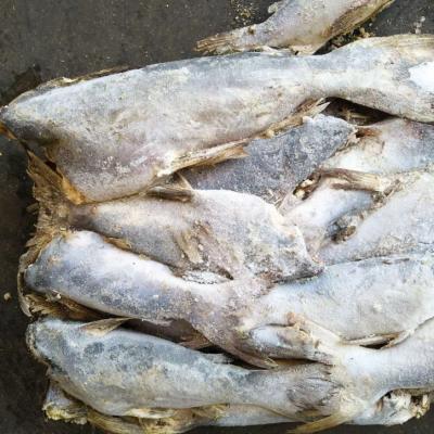 China FROZEN frozen catfish for sale