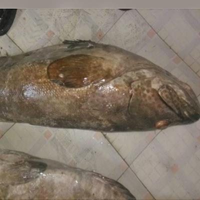 China FROZEN wholesale frozen food giant black grouper fish for sale