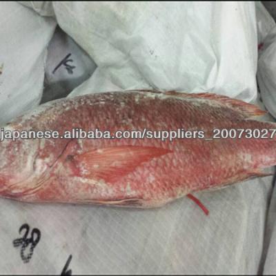 China FROZEN Red Grouper Fish for sale