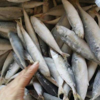 China Saurels FROZEN whole round frozen iqf frozen fish for sale