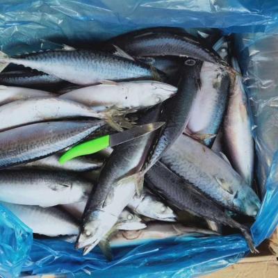 China Seafrozen FROZEN Pacific Mackerel Fish Price 300-500 for sale