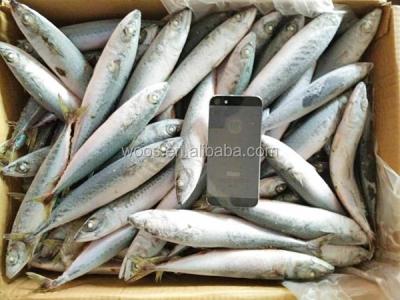 China New Scomber Fresh Pacific Mackerel Fish Frozen FROZEN for sale