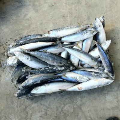 China Frozen Pacific Mackerel for sale