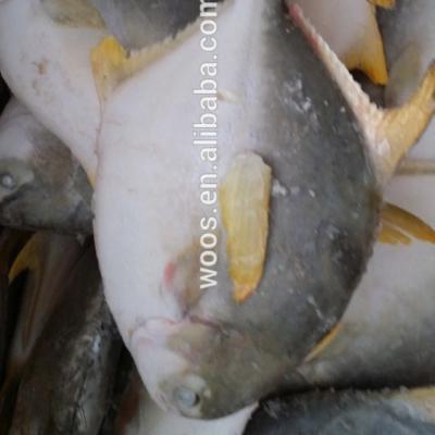 China FROZEN frozen sea farming golden damselfish/pompano fish for sale