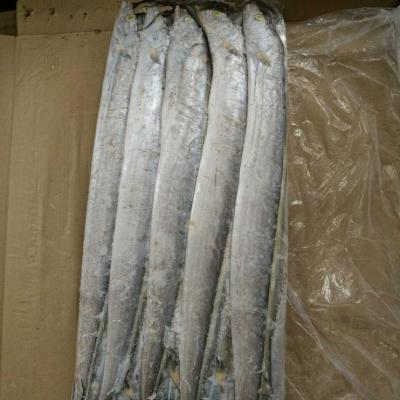 China ribbon FROZEN fish for sale