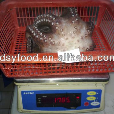 China frozen flower type octopus Z10421277 for sale