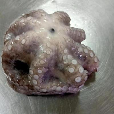 China Frozen octopus Z10421263 for sale