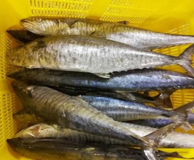 China FROZEN King Fish Steak of Spanish Stripe Mackerel for sale