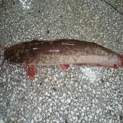 China Frozen HGT frozen catfish/catfish fillets for sale