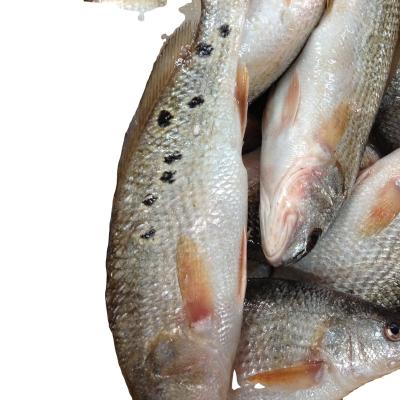 China Good Sale Red Drum Frozen Fish JELLY for sale