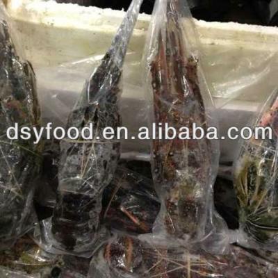 China FROZEN Frozen Green Lobster for sale