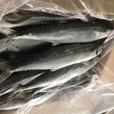 China FROZEN FROZEN SPANISH MACKEREL for sale