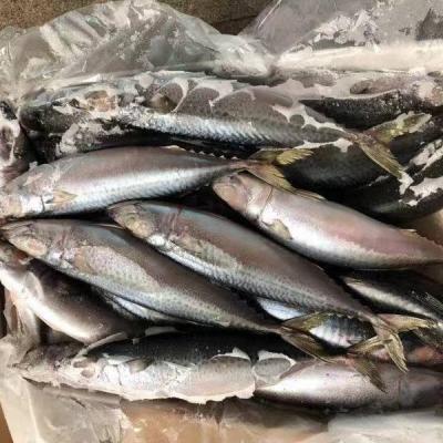 China Frozen Pacific Mackerel FROZEN WR for sale