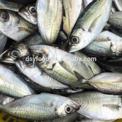 China Whole round of FROZEN large frozen eye scad for sale