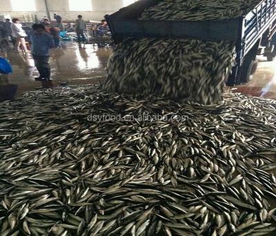 China Fresh FROZEN Pacific Mackerel He Best Rate Canned Pacific Mackerel for sale