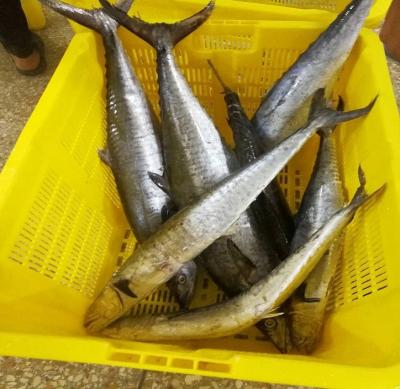 China King fish, WR king mackerel or FROZEN frozen steak from Indonesia for sale