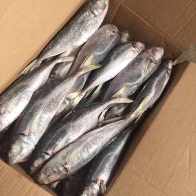 China FROZEN Frozen Saurels/Big Eye Scad On Sale for sale