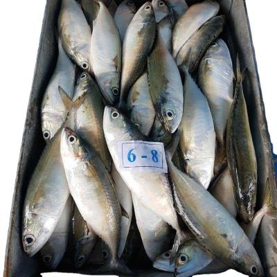 China FROZEN high quality frozen fish indian mackerel for sale