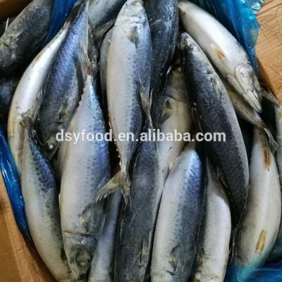 China Frozen Pacific Mackerel for sale