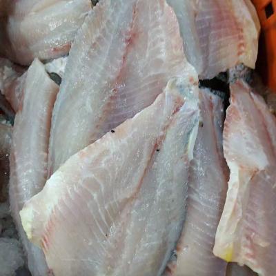 China China FROZEN Organic Frozen Tilapia Bands Wholesale Price for sale