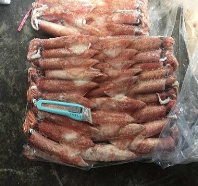 China NATURE'S Best Bali Frozen Squid Price for sale