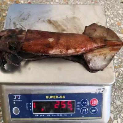 China Good Sale Indonesia Black Frozen Squid Gluten Free for sale