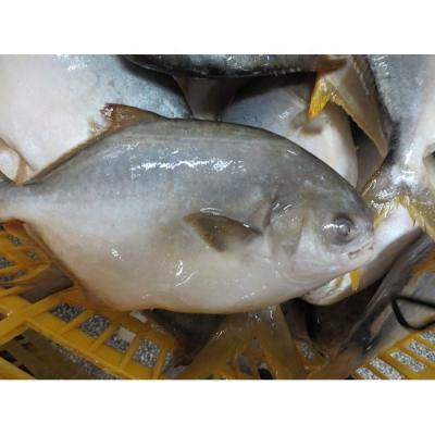 China FROZEN Frozen Farm Porcupine /Golden Fish for sale