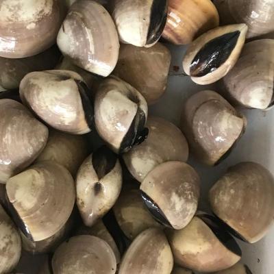 China Clam Meat FROZEN Frozen White Clam from Indonesia for sale