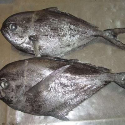 China Good sale of FROZEN frozen fish from Brama for sale