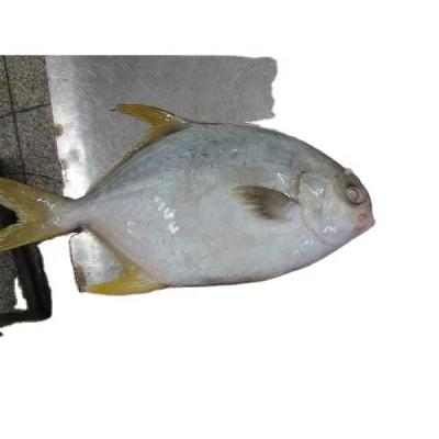 China Good selling factory price wholesale frozen golden damselfish for sale