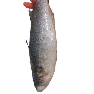 China FROZEN Whole Round Gutted Good Selling Frozen Gray Mullet for sale