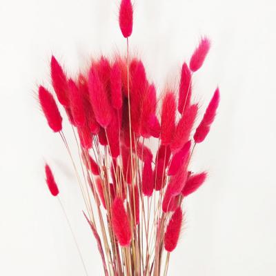 China Factory Decoration Flower Bouquet Durable Wholesale Rabbit Tail Dry Grass Dried Lagurus Grass for sale