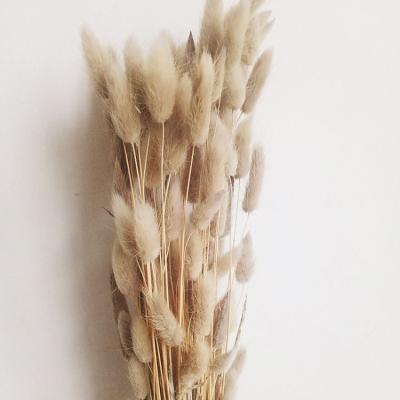 China Wholesale Yunnan Sustainable Plant Flower Preserved Lagurus Ovatus Rabbit Tail Dry Grass For Birthday Paty Decoration for sale