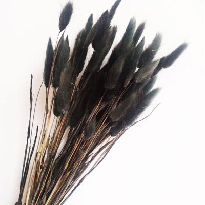 China Durable Decoration Dried Flower Arrangements Pampas Grass Rabbit Tail Dried Flower And Plants For Bouquet for sale