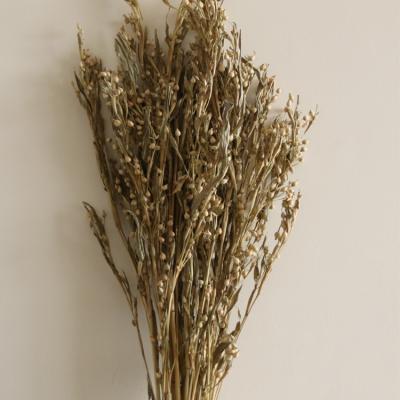 China Eco-friendly Coix Seeds Grass Dry Flower Plant Wholesale Decorative Natural Plant For Wedding Decoration for sale